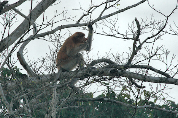 ProboscisMonkey_Sukau_0254 (173)_m.jpg